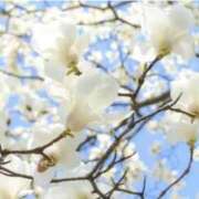 ヒメ日記 2025/04/17 07:19 投稿 かほ 熟女総本店 堺東店