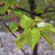 ヒメ日記 2025/04/20 07:49 投稿 かほ 熟女総本店 堺東店