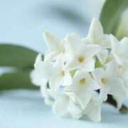 ヒメ日記 2025/04/22 06:59 投稿 かほ 熟女総本店 堺東店