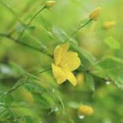 ヒメ日記 2025/04/23 07:09 投稿 かほ 熟女総本店 堺東店