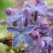 ヒメ日記 2025/05/05 23:39 投稿 かほ 熟女総本店 堺東店