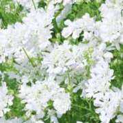 ヒメ日記 2025/05/08 07:39 投稿 かほ 熟女総本店 堺東店