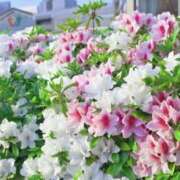 ヒメ日記 2025/05/13 07:49 投稿 かほ 熟女総本店 堺東店