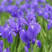 ヒメ日記 2025/05/17 00:49 投稿 かほ 熟女総本店 堺東店