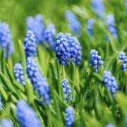 ヒメ日記 2025/05/21 07:59 投稿 かほ 熟女総本店 堺東店