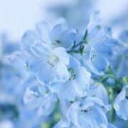 ヒメ日記 2025/05/22 05:09 投稿 かほ 熟女総本店 堺東店