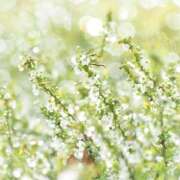 ヒメ日記 2025/05/25 07:49 投稿 かほ 熟女総本店 堺東店