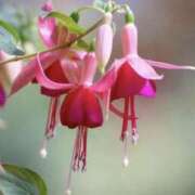 ヒメ日記 2025/05/27 07:59 投稿 かほ 熟女総本店 堺東店