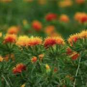 ヒメ日記 2025/05/29 06:09 投稿 かほ 熟女総本店 堺東店