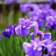 ヒメ日記 2025/05/31 12:19 投稿 かほ 熟女総本店 堺東店