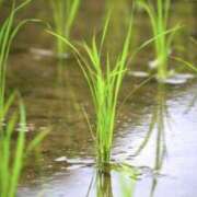 ヒメ日記 2025/06/05 07:39 投稿 かほ 熟女総本店 堺東店