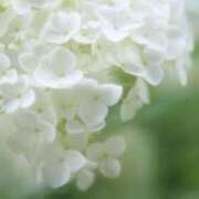 ヒメ日記 2025/06/21 07:39 投稿 かほ 熟女総本店 堺東店