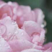 ヒメ日記 2025/06/24 12:59 投稿 かほ 熟女総本店 堺東店