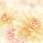 ヒメ日記 2025/06/25 09:19 投稿 かほ 熟女総本店 堺東店