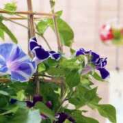 ヒメ日記 2025/07/01 13:59 投稿 かほ 熟女総本店 堺東店