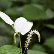 ヒメ日記 2025/07/02 08:29 投稿 かほ 熟女総本店 堺東店