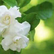 ヒメ日記 2025/07/16 07:29 投稿 かほ 熟女総本店 堺東店