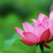 ヒメ日記 2025/07/20 06:49 投稿 かほ 熟女総本店 堺東店