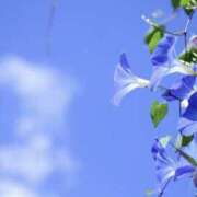 ヒメ日記 2025/07/22 07:59 投稿 かほ 熟女総本店 堺東店