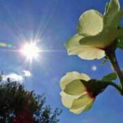 ヒメ日記 2025/07/24 09:19 投稿 かほ 熟女総本店 堺東店