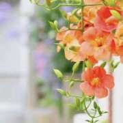 ヒメ日記 2025/07/29 07:29 投稿 かほ 熟女総本店 堺東店