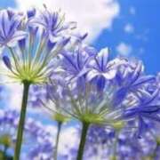 ヒメ日記 2025/08/17 06:59 投稿 かほ 熟女総本店 堺東店