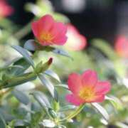 ヒメ日記 2025/08/19 15:39 投稿 かほ 熟女総本店 堺東店