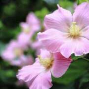 ヒメ日記 2025/08/21 11:29 投稿 かほ 熟女総本店 堺東店