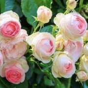 ヒメ日記 2025/08/23 07:39 投稿 かほ 熟女総本店 堺東店