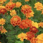 ヒメ日記 2025/08/24 08:49 投稿 かほ 熟女総本店 堺東店