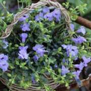 ヒメ日記 2025/08/26 11:39 投稿 かほ 熟女総本店 堺東店