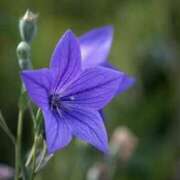 ヒメ日記 2025/09/02 07:39 投稿 かほ 熟女総本店 堺東店