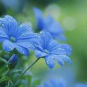 ヒメ日記 2025/09/04 07:09 投稿 かほ 熟女総本店 堺東店