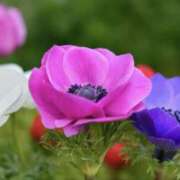 ヒメ日記 2025/09/14 07:39 投稿 かほ 熟女総本店 堺東店