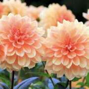 ヒメ日記 2025/09/16 13:56 投稿 かほ 熟女総本店 堺東店