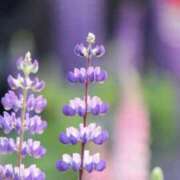 ヒメ日記 2025/09/18 07:49 投稿 かほ 熟女総本店 堺東店