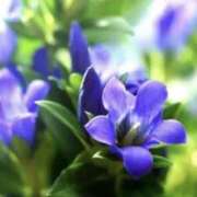 ヒメ日記 2025/09/21 07:29 投稿 かほ 熟女総本店 堺東店