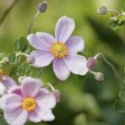 ヒメ日記 2025/09/30 16:29 投稿 かほ 熟女総本店 堺東店