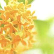 ヒメ日記 2025/10/02 11:59 投稿 かほ 熟女総本店 堺東店