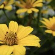 ヒメ日記 2025/10/11 12:09 投稿 かほ 熟女総本店 堺東店