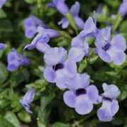 ヒメ日記 2025/10/12 08:49 投稿 かほ 熟女総本店 堺東店