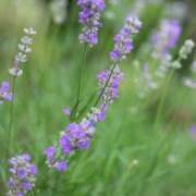 ヒメ日記 2025/10/14 12:19 投稿 かほ 熟女総本店 堺東店