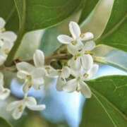 ヒメ日記 2025/10/16 13:59 投稿 かほ 熟女総本店 堺東店