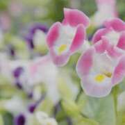 ヒメ日記 2025/10/18 13:09 投稿 かほ 熟女総本店 堺東店