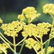 ヒメ日記 2025/10/21 12:49 投稿 かほ 熟女総本店 堺東店