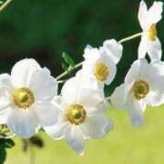 ヒメ日記 2025/10/28 15:39 投稿 かほ 熟女総本店 堺東店