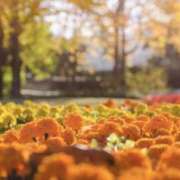 ヒメ日記 2025/11/01 14:59 投稿 かほ 熟女総本店 堺東店