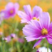 ヒメ日記 2025/11/02 08:19 投稿 かほ 熟女総本店 堺東店