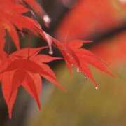 ヒメ日記 2025/11/09 07:49 投稿 かほ 熟女総本店 堺東店