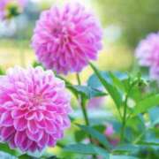 ヒメ日記 2025/11/18 07:49 投稿 かほ 熟女総本店 堺東店